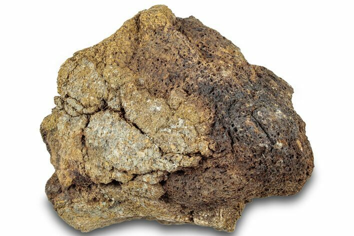 Dinosaur (Triceratops) Bone Section - Montana #312320